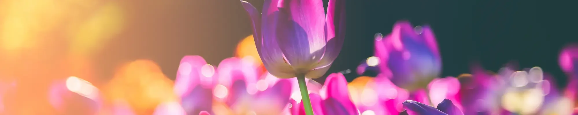 A close-up of a purple tulip stands out among a field of blurred pink and purple tulips, with warm sunlight creating a soft, dreamy atmosphere in the background.
